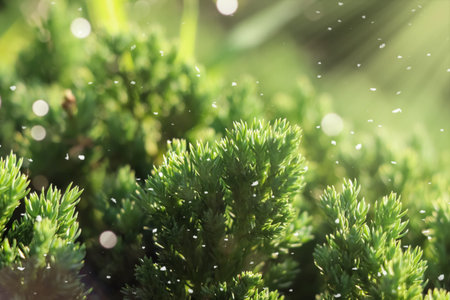 Creeping Juniper green leaf and light