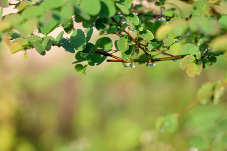 Water droplets on leaves and bokehの写真素材