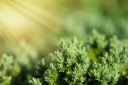 Creeping Juniper green leaf and lightの写真素材