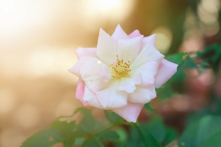 rose flower is blooming at dayの写真素材