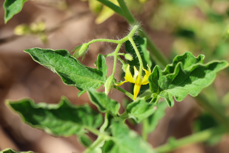 Tomato are growing up and non-toxic plantsの写真素材