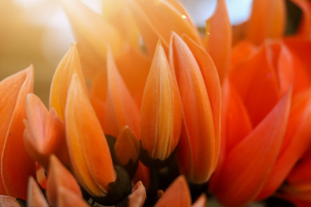 Butea monosperma flower are blooming