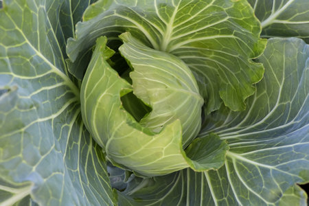 Brassica oleracea are growing up in the garden