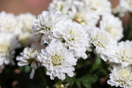 Florist Chrysanthemum flower are blooming in the gardenの写真素材