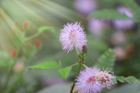 Mimosa pudica flower are bloomingの写真素材