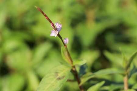 Vietnamese coriander flower are bloomingの写真素材
