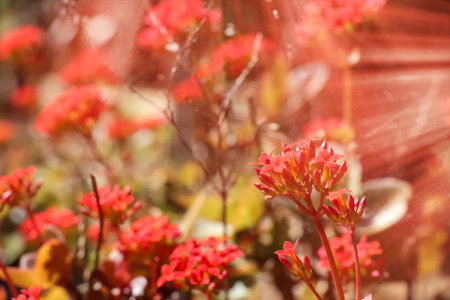 Cactus are growing up in garden and flower bloomingの写真素材