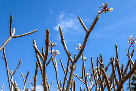 white Plumeria flower are blooming and dayの写真素材