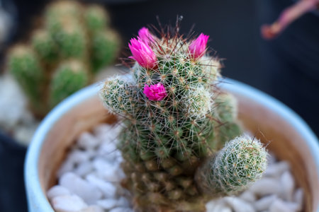 Cactus are growing up in garden and flower bloomingの写真素材