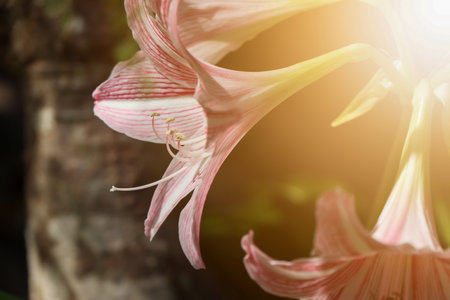 Hippeastrum johnsonii Bury flower are bloonimg in the gardenの写真素材