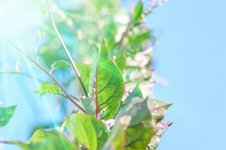 Basella rubra are growing up and dayの写真素材