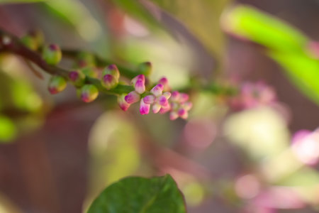 Basella rubra are growing up and dayの写真素材