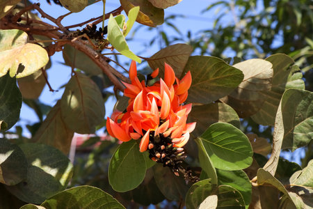 Butea monosperma flower are blooming
