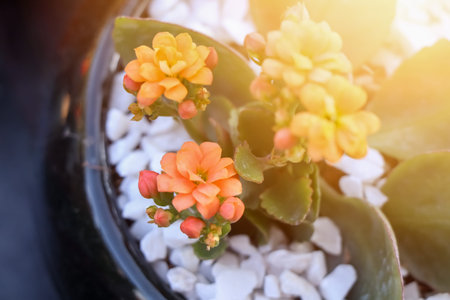 Cactus are growing up in garden and flower bloomingの写真素材