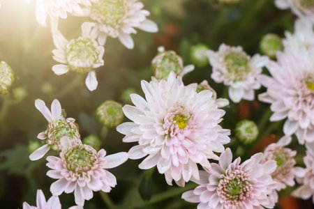 Florist Chrysanthemum flower are blooming in the gardenの写真素材