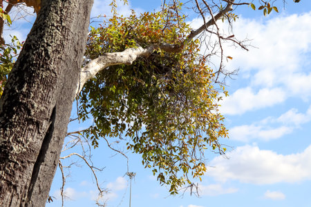 Dendrophthoe pentandra on tree top