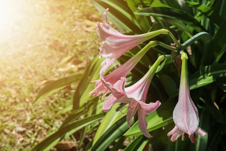 Hippeastrum johnsonii Bury flower are bloonimg in the gardenの写真素材