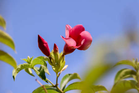 Allamanda cathartica flower are blooming in the gardenの写真素材