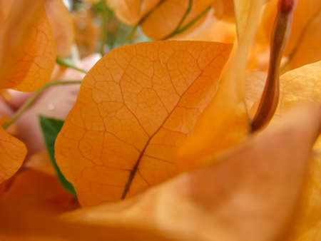 bougainvillea are blooming in the garden of summer at dayの写真素材