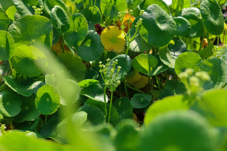 Centella asiatica are growing up and green leaf