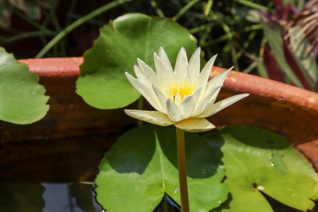 mini lotus are blooming at day and waterの写真素材