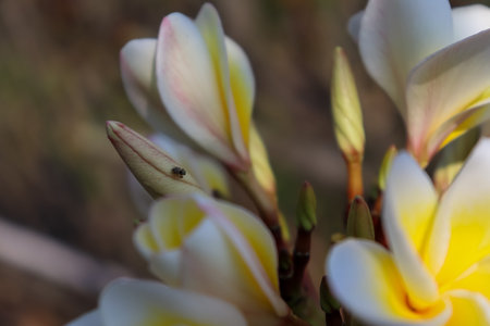 Plumeria flower are blooming and day