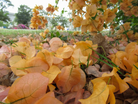 bougainvillea are blooming in the garden of summer at day