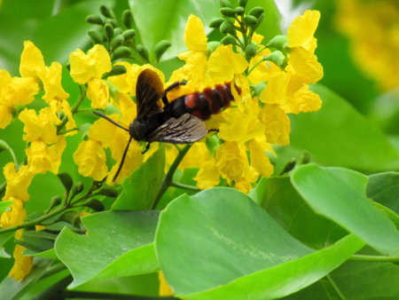 Pterocarpus indicus Willd are blooming