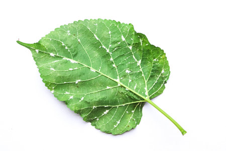 Fungus on Morus alba Linn leafの写真素材