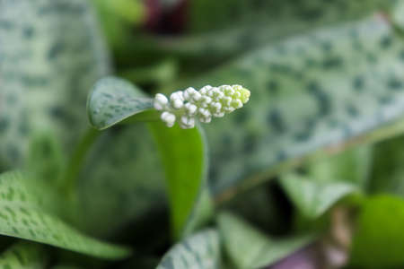 DRIMIOPSIS MACULATE LINDL are bloomingの写真素材