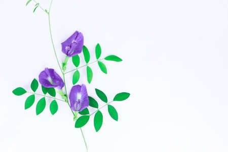 Clitoria ternatea flower are blooming on white backgroundの写真素材