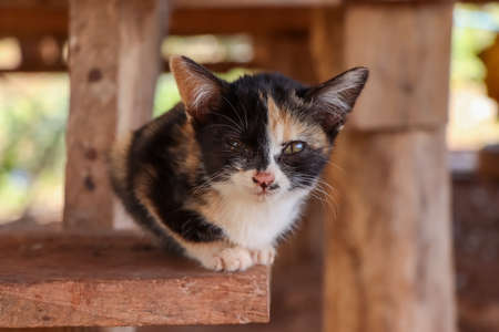 The cute kittens are hungry and poorの写真素材