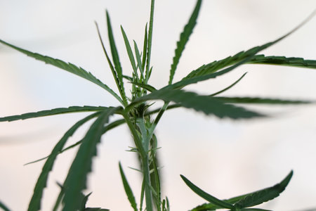 Cannabis sativa green leaf on white backgoundの写真素材