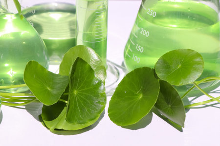 Centella asiatica leaves and green water in biological test tubes