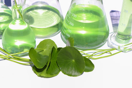 Centella asiatica leaves and green water in biological test tubes