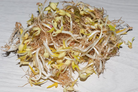 Long root sprouts were stored for a long time and Organically grown by yourselfの写真素材