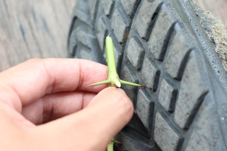 A thorn and sharp under the black shoe