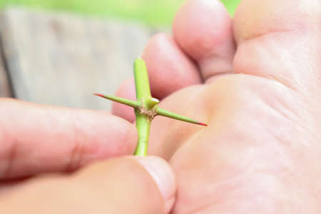 The thorns and sharp stabs their feet hurtの写真素材