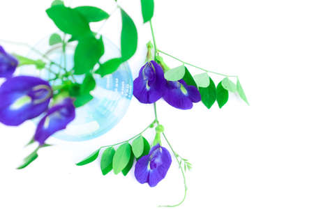 Butterfly Pea and simple plant experiments biology in the laboratoryの写真素材