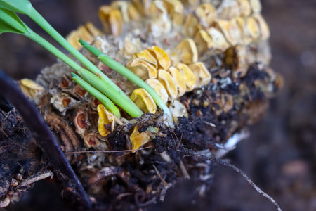 Corn grows in nature after rain fallの写真素材