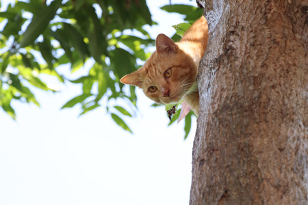 The cat is hiding in the treeの写真素材