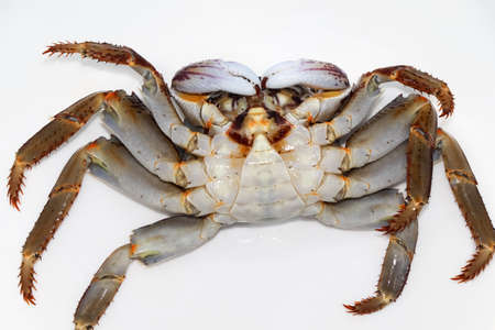 painted stone crab fresh from the seaの写真素材