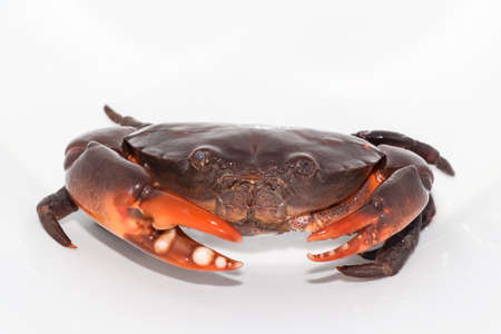 hairy rock crab, fresh food from the seaの写真素材