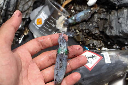 Soft cuttlefish die after dangerous chemicals leak into the seaの写真素材