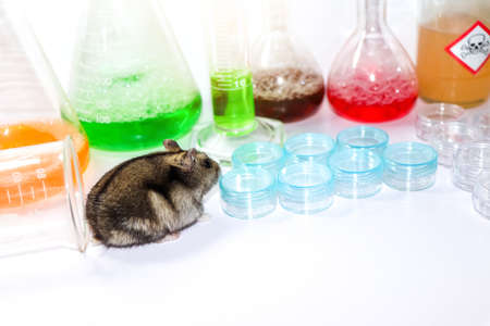 rats in the science lab and chemical glassの写真素材