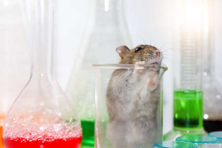 rats in the science lab and chemical glassの写真素材