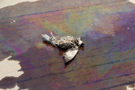 Black oil spilled on the floor and destroy the environment