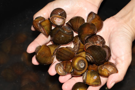 The apple snail is found in Asia and lives in freshwaterの写真素材