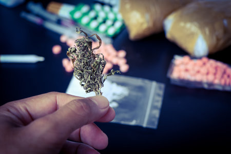 Marijuana is a psychoactive substance, If the body gets too much THC, it may cause effects on the...