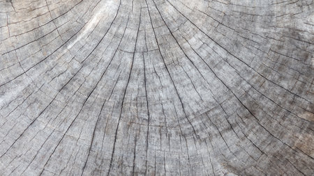 wood background and texture, old wood pattern, wood raw materialの写真素材